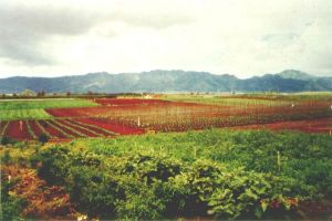 Diversified agriculture on Oahu.