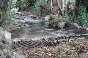 Upstream view of Waikapu Stream