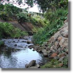 Manoa Stream, Oahu, Hawaii.