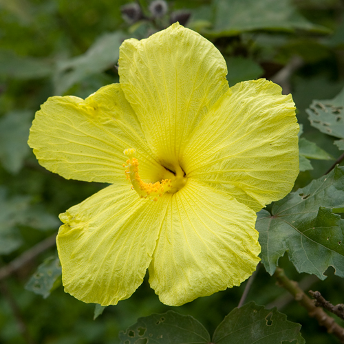 Yellow Hibiscus - State Flower